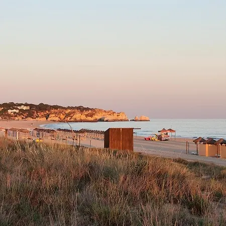 Estrelasdourada Limoeiro